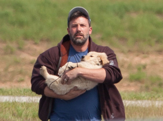Ben Affleck, Puppy Ben Affleck, Puppy